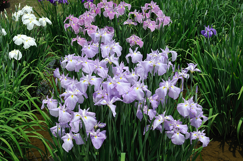 image0244