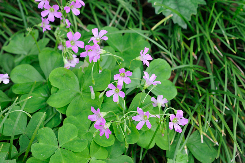 image0245