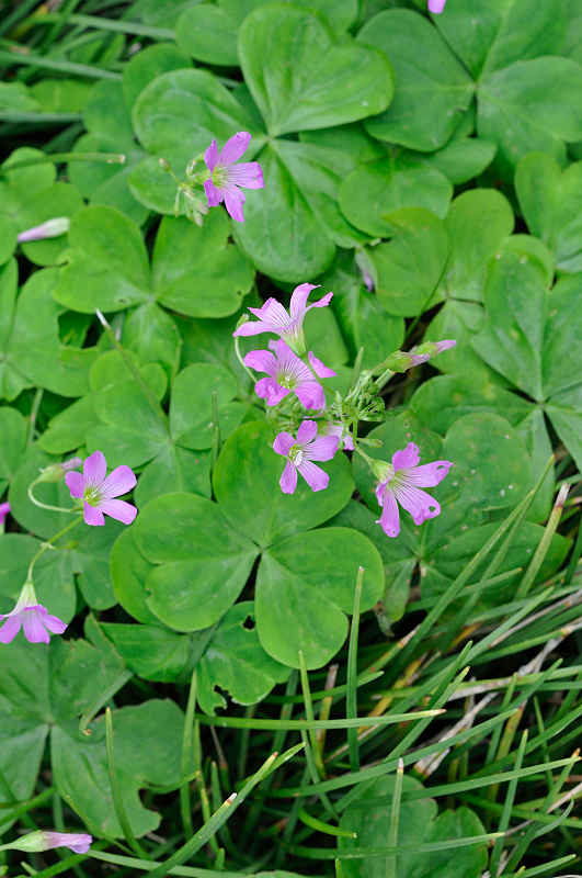 image0246