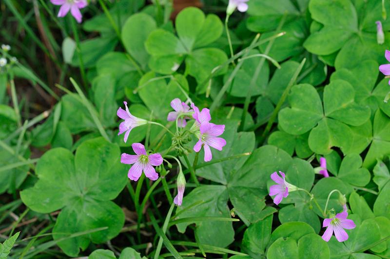 image0247