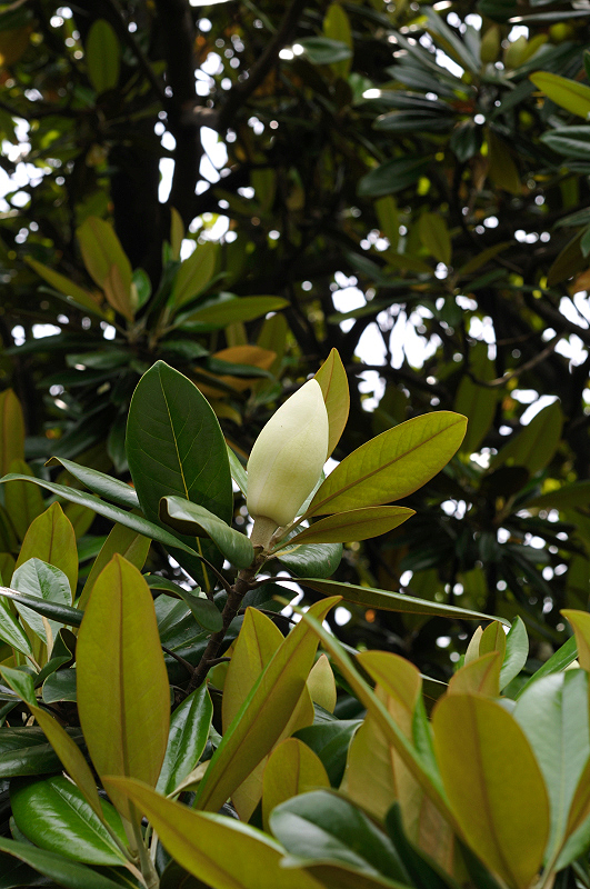 image0250