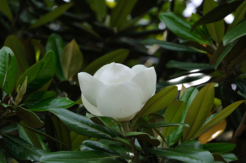 image0262