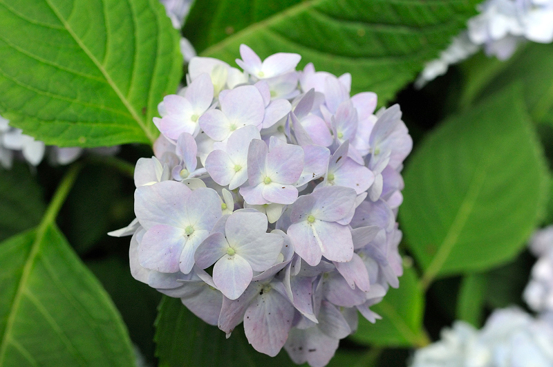 image0275