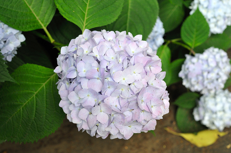 image0276