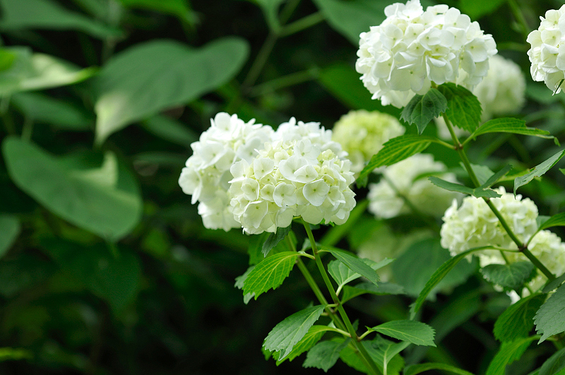 image0290