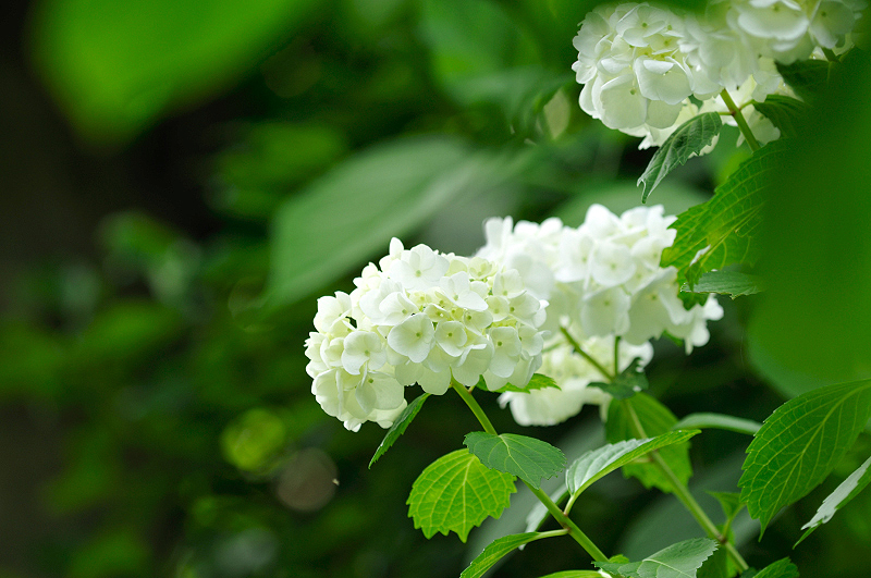 image0294