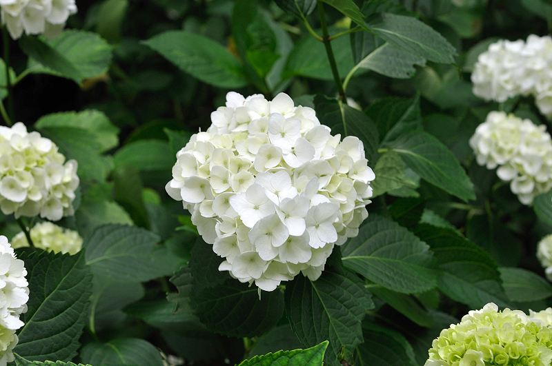 image0306