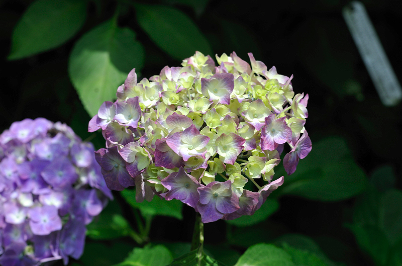 image0333