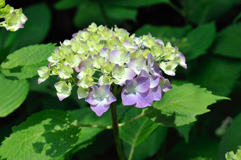 image0338