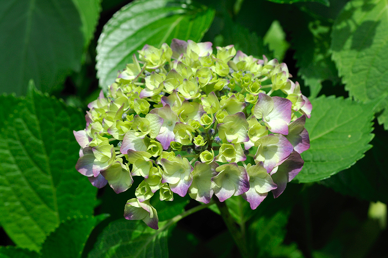 image0339