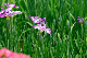 image0161