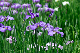 image0165