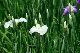 image0167