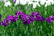 image0168