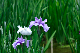 image0175