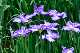 image0177