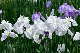 image0178