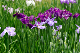 image0179