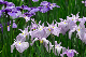 image0184