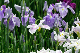 image0189