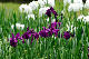 image0190