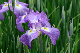 image0194