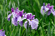 image0197