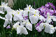 image0198