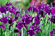 image0199