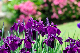 image0200