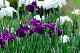 image0202