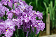 image0205