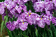 image0206