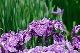 image0207