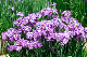 image0208