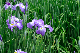 image0209