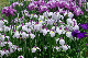 image0221