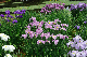 image0237