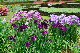 image0242