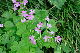 image0245