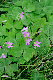 image0246