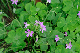 image0247