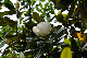image0260