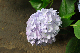 image0271