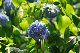 image0299