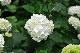 image0306