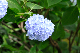 image0310