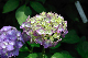image0333
