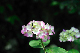 image0336