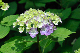 image0338